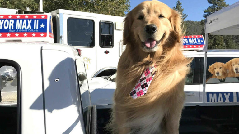 A dog mayor in California wants 'peace on Earth' - Eternity News